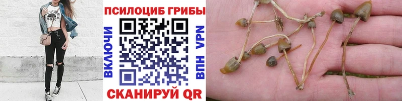 Купить закладки  Валуйки  Псилоцибиновые грибы Cubensis 